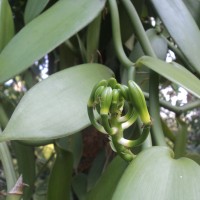 <i>Vanilla planifolia</i>  Andrews